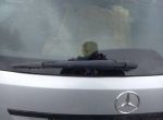 Щетки стеклоочистителя к Mercedes, 2010 Mercedes C W204